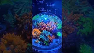 The Best Fish Bowl In The World  Feat Illumagic and MK Reefs [upl. by Eberhard]