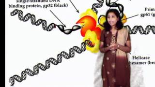 DNA SLIDING CLAMP Bacterial DNA Polymerases [upl. by Rramel361]