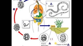 Micro Biologia NEMATODES  Generalidades y Ciclos [upl. by Comethuauc]