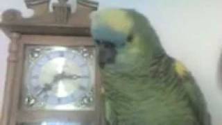 One of the best speaking Blue Front Amazon Parrots [upl. by Jaella]