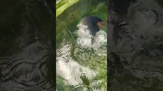 arapaima feeding time 🔥 arapaima fishlover shorts 1million [upl. by Aseek]