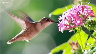 Hummingbirds begin migrating up north to Western New York [upl. by Sherar]