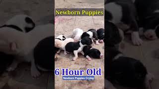 Newborn Puppy Crying for Mother  Puppies crying for milk shorts [upl. by Wei]