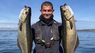 INCREDIBLE Pollack Fishing  Small Boat fishing in Cornwall [upl. by Klarrisa610]