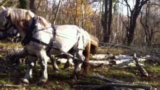 Percheron horse handling training [upl. by Cher278]