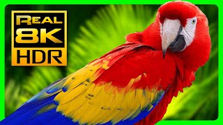 Amazing Macaw Parrots in REAL 8K HDR  Colorful Birds amp Nature Sounds  8K TV Short Demo [upl. by Etana]