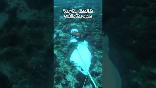 Big lionfish fishing spearfishing seafood florida lionfish lion savetheoceans fyp [upl. by Kimmie]