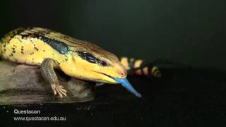 BlueTongue Lizard in SLOW MOTION [upl. by Burnett869]