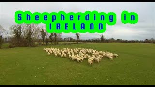 Sheepherding in Ireland [upl. by Socrates]