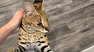 Serval Cat Meows for Quail [upl. by Lorrac171]