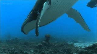 Humpback Whales  BBC documentary excerpt [upl. by Eidnim959]