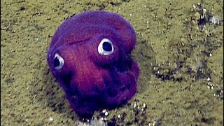 Facts The GooglyEyed Stubby Squid [upl. by Ydneh]