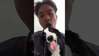 my life vlog77 dog ytshorts youtube viral videoMy life vlog77 pallar vip castomarmy my [upl. by Mathis]