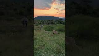 LION PRIDE HUNTING A RHINO [upl. by Dunham]