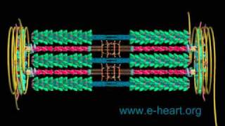 Cardiac sarcomere 3D [upl. by Enimzzaj841]