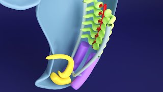 3D Kidney Embryology Part 1 Intermediate Mesoderm  Urogenital Ridge  Nephrogenic Cord [upl. by Quenna]