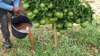 INCREÍBLE FLORACIÓN con este potente fertilizante casero que casi nadie sabe y lo tienen en casa 🏡 [upl. by Gerty]