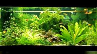 platy fish tank [upl. by Iman]