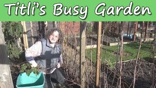 Fruit Cane Pruning  Titlis Busy Garden 2014 Week 6 [upl. by Llij835]