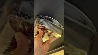 Gasoline vs Wasps How to End a Deadly Nest insects wasps [upl. by Kinzer]