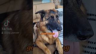 good evening German Shepherd GSD 🤔🙃🐶new shorts ytshorts viral viralshorts [upl. by Mohr]