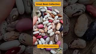 Каталог фасоли 2024 \ Bean Catalog 2024 [upl. by Mullins]