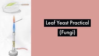 Leaf yeast practicalFungi Chapter Leaving Cert Biology [upl. by Nevai]