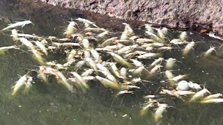 O que se sabe sobre a morte de 3 toneladas de peixes no rio Piracicaba [upl. by Atiluj503]