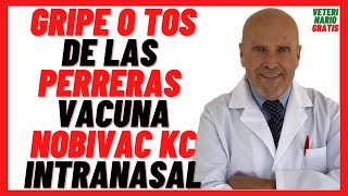 🔴 VACUNA para la Gripe en Perros o TOS DE LAS PERRERAS 🔴 Nobivac KC Intranasal Precio Aplicación [upl. by Novick]