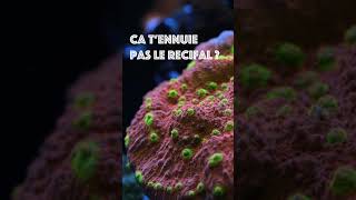 Un aquarium d’eau de mer  Le kiff  recifal aquarium reef reeftank corail [upl. by Anaeed533]