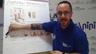 Pés  Série MASSAGEM ESPORTIVA  Anatomia Palpatória [upl. by Indys]