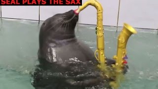 seal plays sax [upl. by Kalindi]