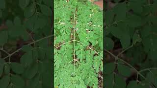 Moringa oleifera is a fast growing drought resistant tree of the family Moringacea [upl. by Edette598]