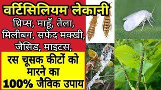 वर्टिसिलियम लेकानी  सारे रसचूसक कीटों को खत्म करने का जैविक उपायHow to use Verticillium Lecanii [upl. by Philana51]