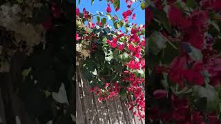 Bougainville burgundy colour 😍 love travel music flowers plants bougainvillea nature shorts [upl. by Laaspere]