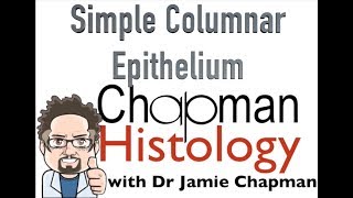 3 Min Histology Simple Columnar Epithelium [upl. by Any]