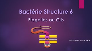 Bactérie Structure 6 FLAGELLES CILS [upl. by Audra]