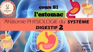 cours S1 Anatomie PHYSIOLOGIE du SYSTÈME DIGESTIF 2  lestomac 📚شرح شامل 🩺ispitscours anatomy [upl. by Buehler]