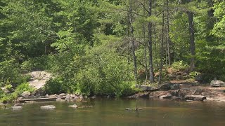 Removal of historic dam in Naples offers hope native salmon will rebound [upl. by Annayoj]