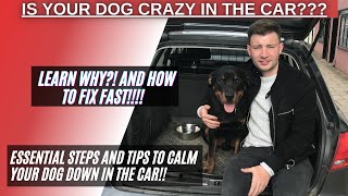 How to calm a crazy dog in the car [upl. by Widera931]