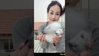 Kabootar bazi Pigeons flying china shortspigeon farming pigeons viral youtubeshorts kabootar [upl. by Atile]