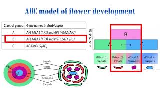 ABC model for flower developmentArabidopsis thaliana [upl. by Neal]