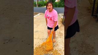 Amazing Fresh Hazelnut 🌰🌰  Satisfying Dry Fruit with Rural Farmer shorts fruit youtubeshorts [upl. by West108]