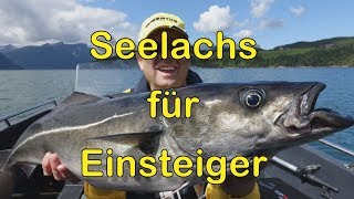 Seelachs Köhler für Einsteiger [upl. by Aniaz]