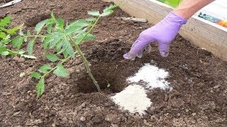 See What Happens When You Add Epsom Salt to Your Plants [upl. by Sunda]