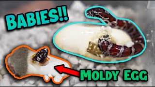 Baby Eastern Milksnakes Hatching [upl. by Pellet]