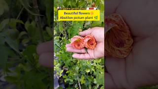 Aputilon pictum plant🌿beautiful orange flowers 🌼trending garden shorts youtube short plants [upl. by Ahsenik]