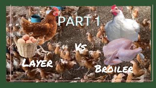 BROILERS CHICKEN VS LAYERS CHICKEN FARMING WHICH IS BEST FOR YOU LETS FIND OUT [upl. by Enrol]