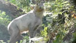 Communication with Japanese Serow ニホンカモシカと鼻息で鳴き交わしてみる [upl. by Bowes]