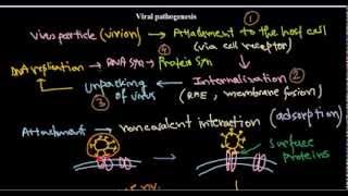 7 Replication of DNA viruses [upl. by Eekorehc]